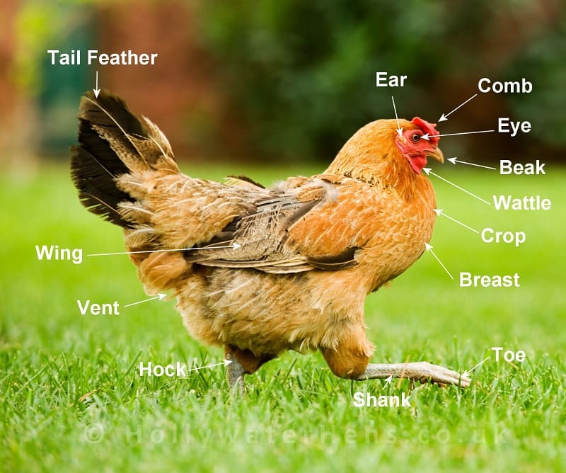 Chicken Terminology